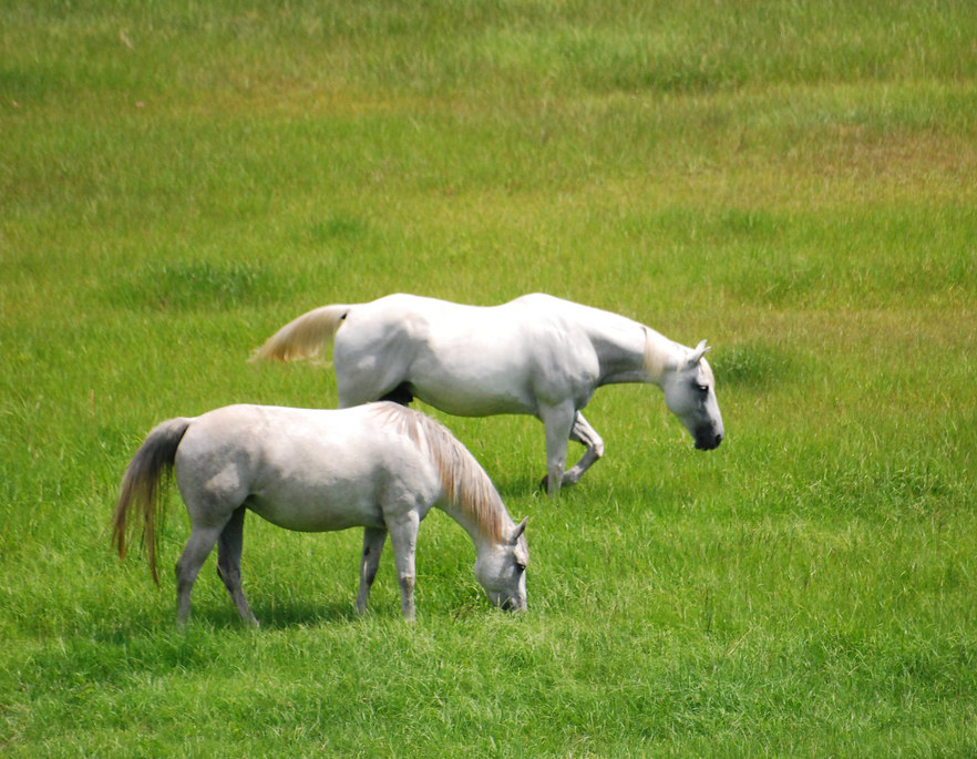 Field Board Fox Den Farm USA, LLC